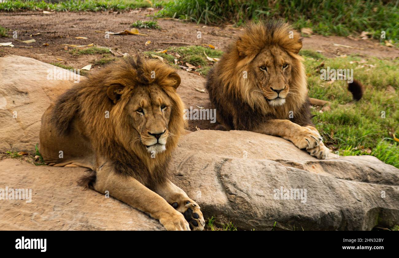 Due leoni si trovano uno accanto all'altro Foto Stock