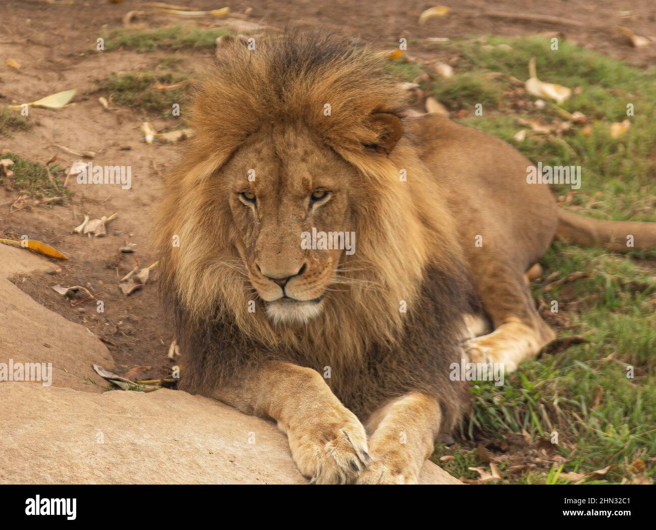Il re del leone aspetta di mangiare Foto Stock