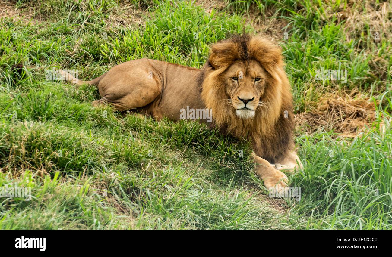 Un leone dopo pasto Foto Stock