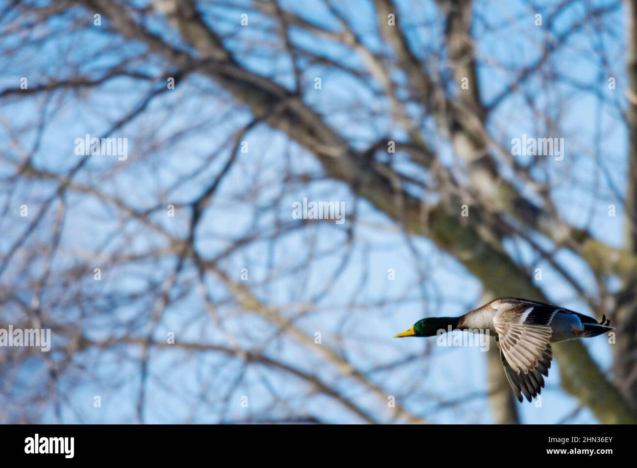 Un drago soleggiato di mallardo che vola con alberi sfocati sullo sfondo. Spazio di copia. Foto Stock