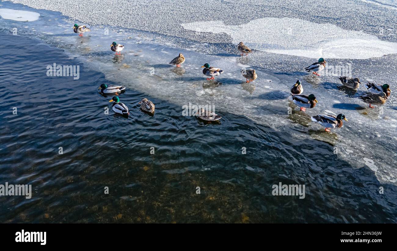 Anatre fuori nuotare nelle acque ghiacciate fredde Foto Stock