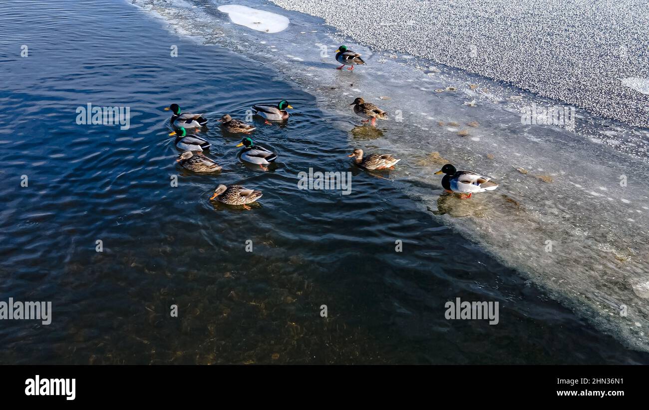 Anatre fuori nuotare nelle acque ghiacciate fredde Foto Stock