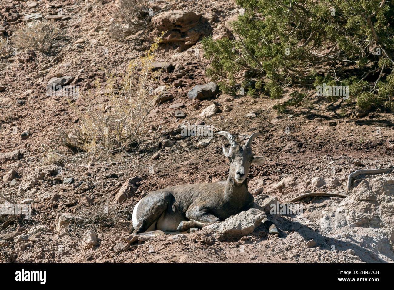 Deserto bighorn Ewe riposante in habitat tipico su una collina calda Foto Stock