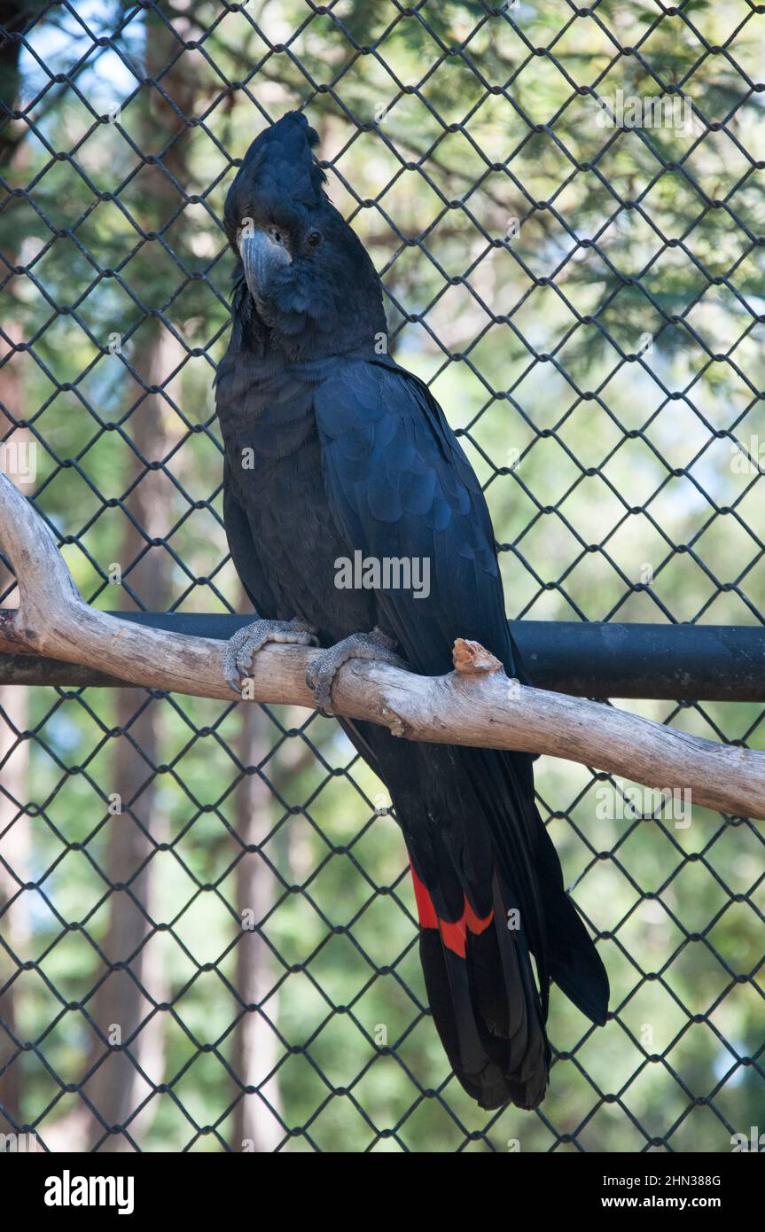 Cockatoo nero dalla coda rossa, Calyptorhynchus banksii, Healesville Sanctuary, Victoria, Australia Foto Stock