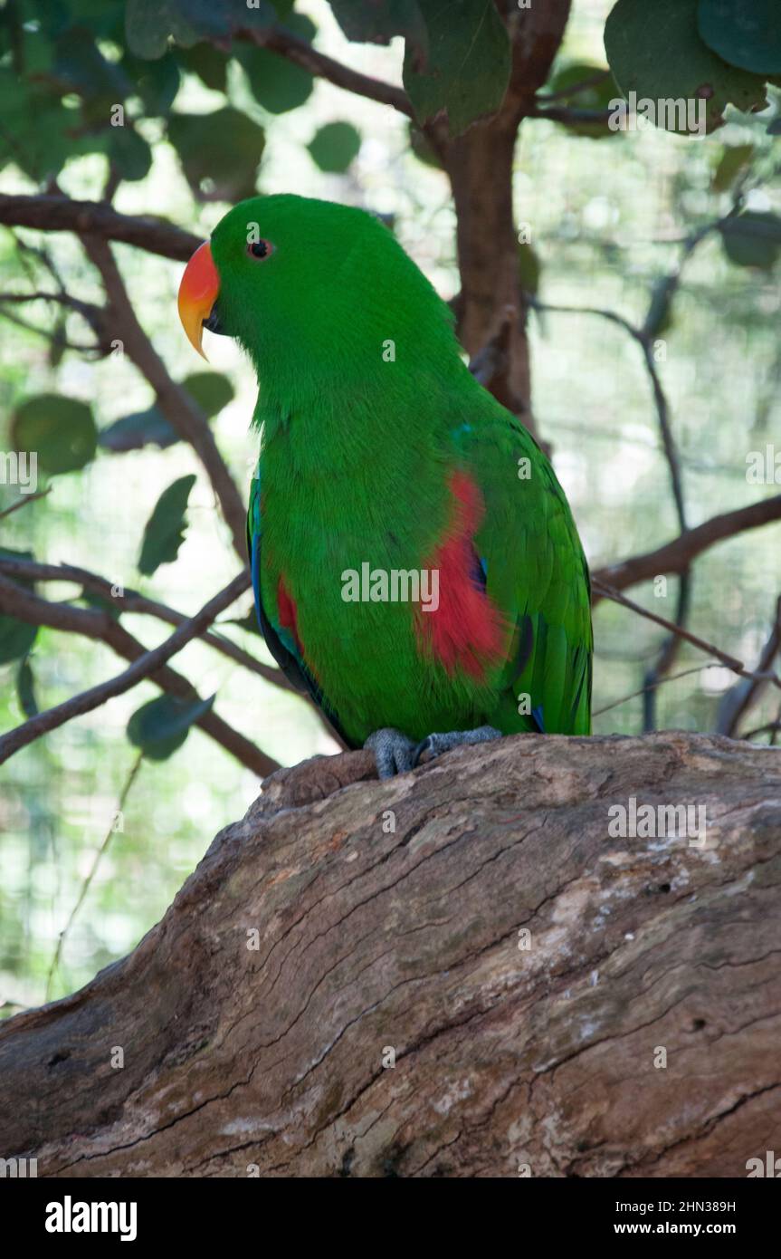 Lorikeet alla brace, Trichoglossus chlorolepidotus, Healesville Sanctuary, Victoria, Australia Foto Stock