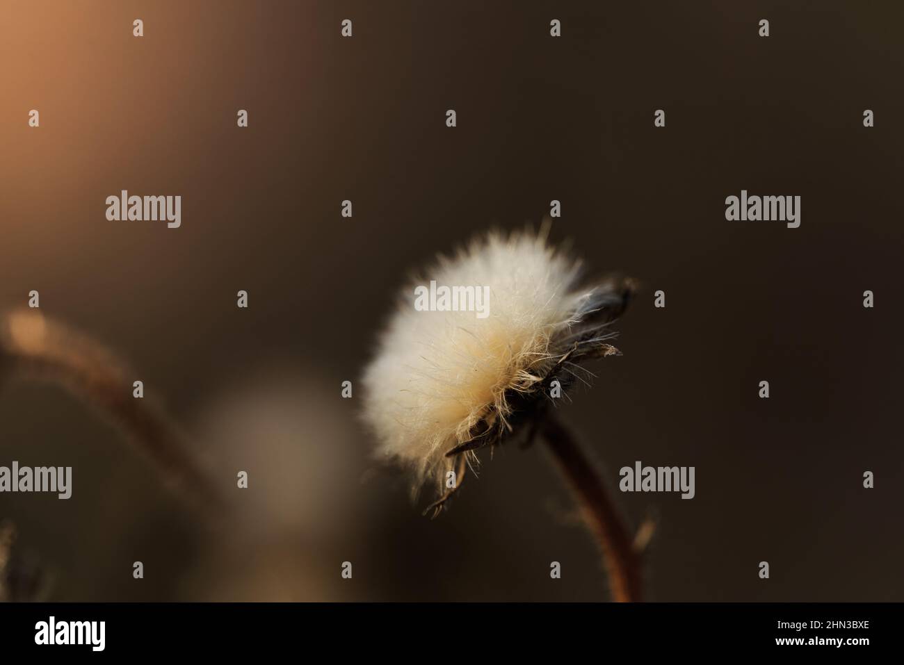 Interno della pianta di cardo secco in inverno Foto Stock