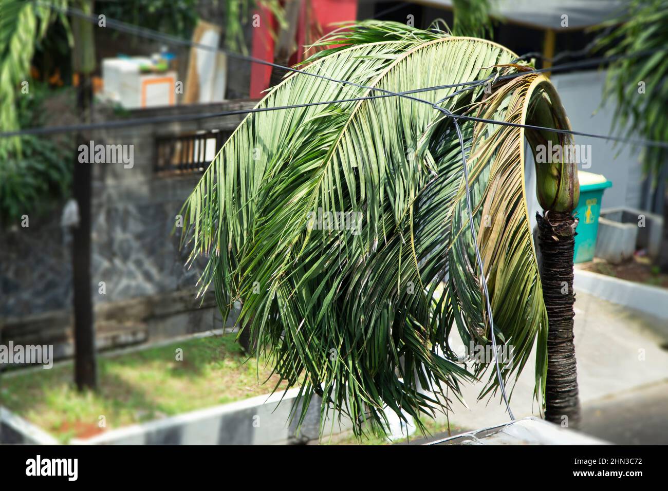 palme appassite in un quartiere di giacarta Foto Stock