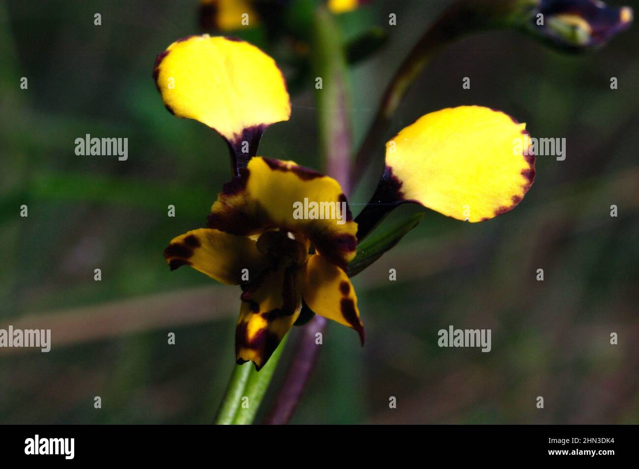 Un sacco di persone confondono queste graziose orchidee leopardo (Diuris Pardina) con orchidee asino, che sono più grandi, con meno marcature marroni. Foto Stock