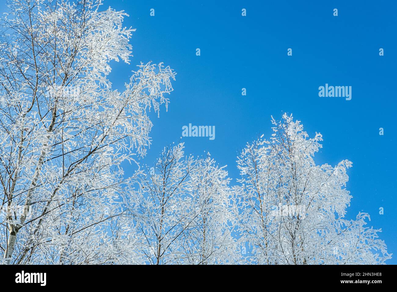 Alberi ricoperti di neve contro il cielo blu chiaro. Inverno natura sfondo. Foto Stock