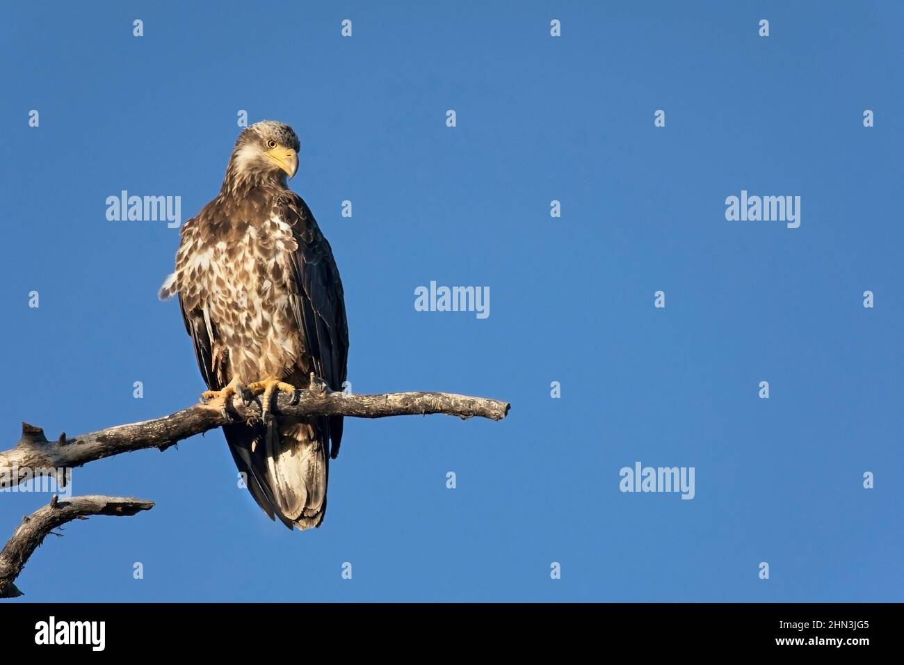 Aquila calva immatura arroccata su un ramo di albero in una foresta riparia in Alberta, Canada. Haliaeetus leucocephalus Foto Stock