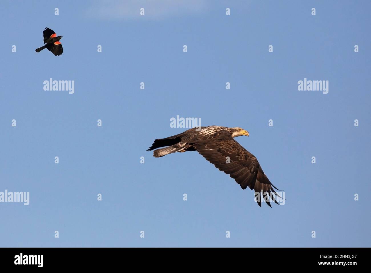 Uccello nero dalle ali rosse che insegue un'aquila baldosa immatura lontano dalla sua zona di nidificazione in Alberta, Canada. Haliaeetus leucocephalus Foto Stock
