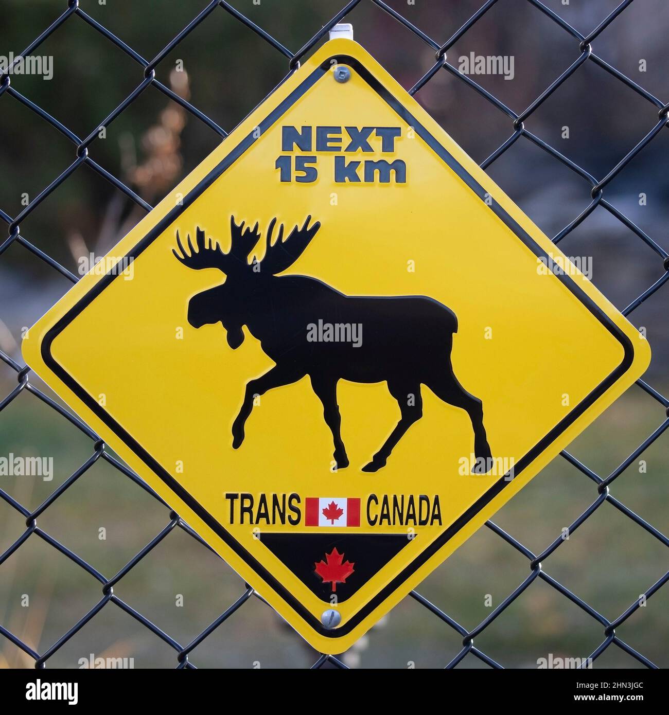 Cartello di passaggio Moose lungo il Trans Canada Trail nella città di Calgary Foto Stock