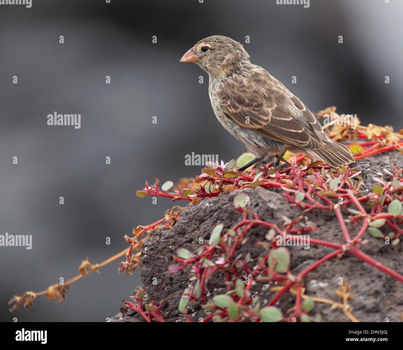 Piccolo uccello femmina Finch terra arroccato su roccia lavica sull'isola di Santa Fe nelle isole Galapagos. Geospiza fuliginosa Foto Stock