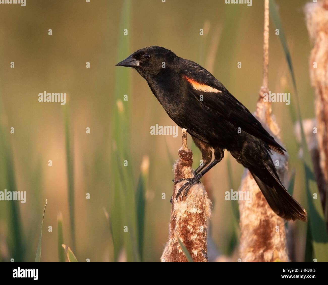 Uccello nero alare rosso uccello maschio su un arroccato su una testa di seme di gabbia al bordo di uno stagno. Agelaius phoeniceus Foto Stock