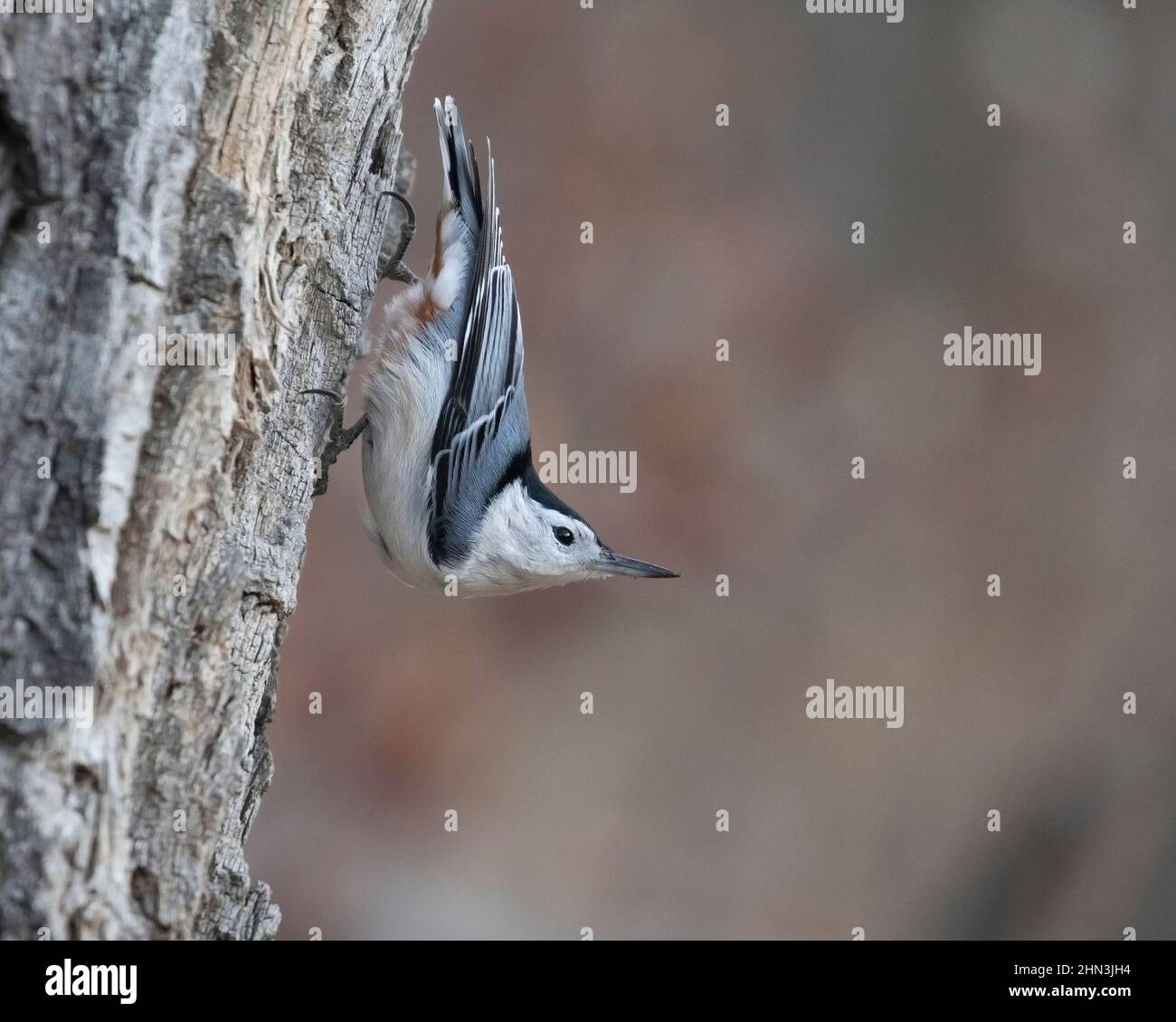 Nuthatch bianco tostato appollaiato sul tronco di Balsam Poplar. Sitta carolinensis, Populus balsamifera Foto Stock