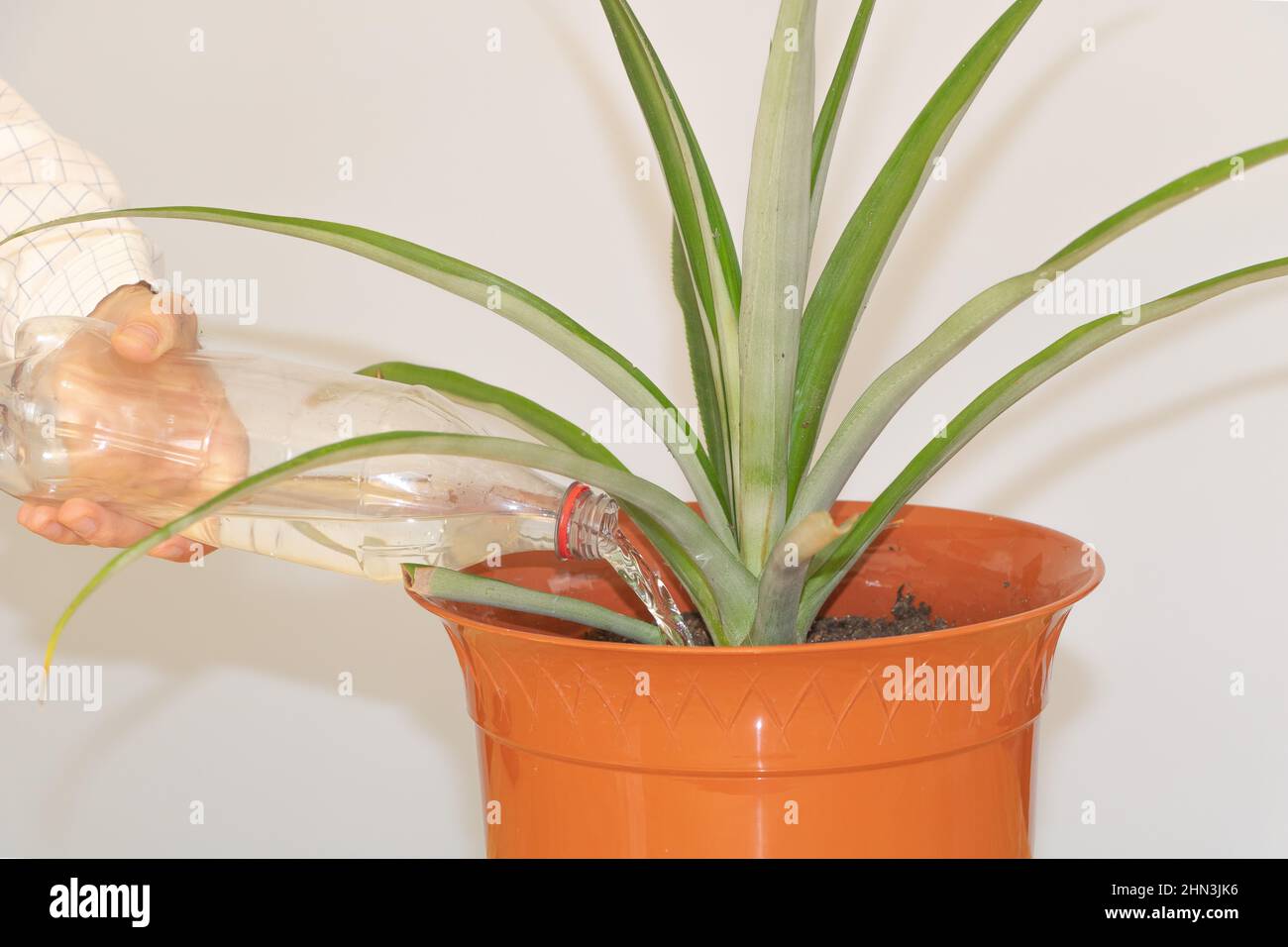 Un uomo sta innaffiando una pianta di ananas nel POT - concetto per la cura delle piante di casa Foto Stock