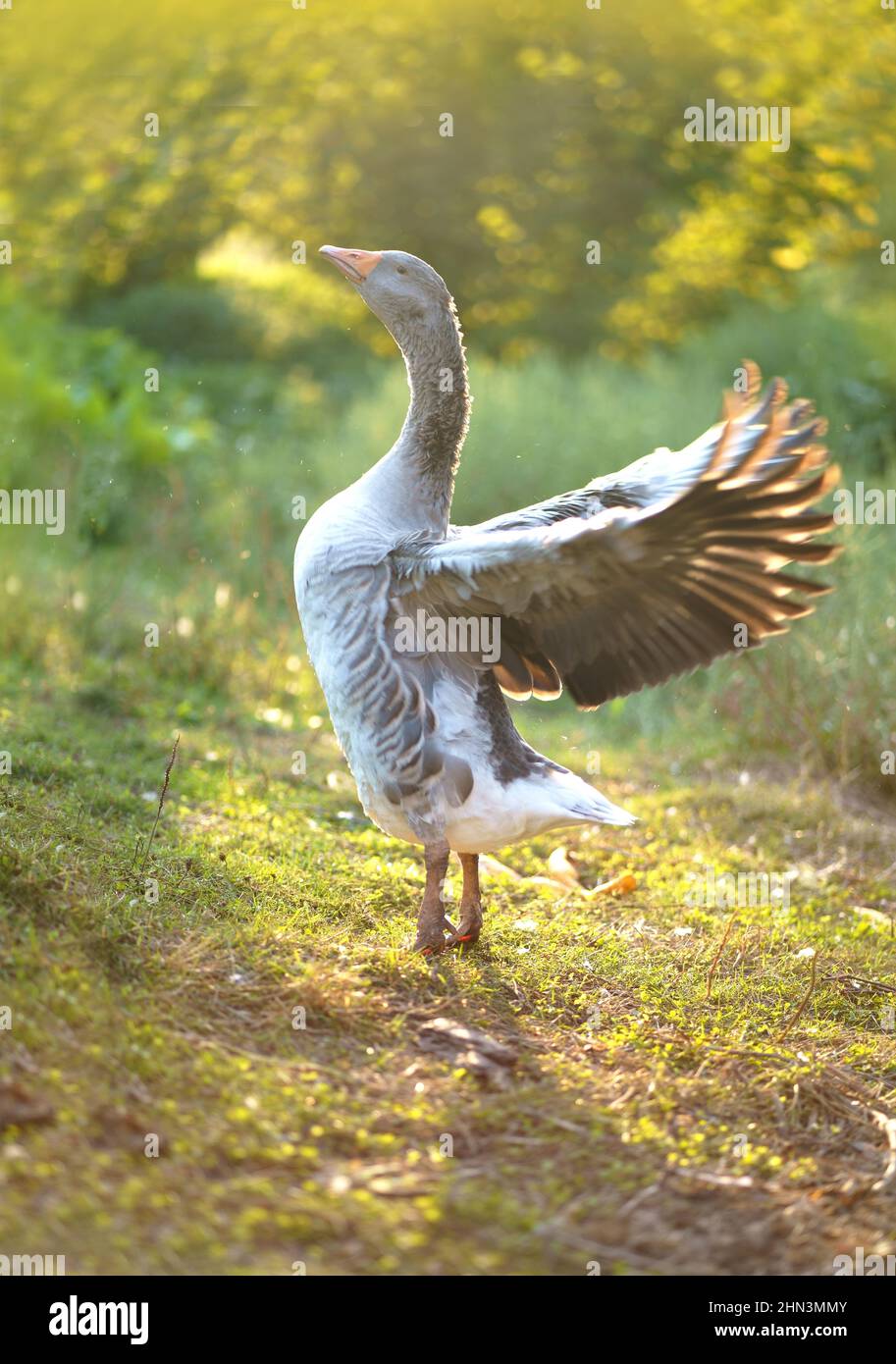 Oche nazionali su un prato. Oche in erba, uccello domestico, gregge di oche Foto Stock