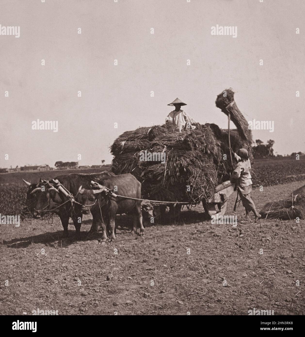 Foto d'epoca della donna cinese che carica il grano su un carro disegnato da buoi. Provincia di Kiang su, Cina. 1908 Foto Stock