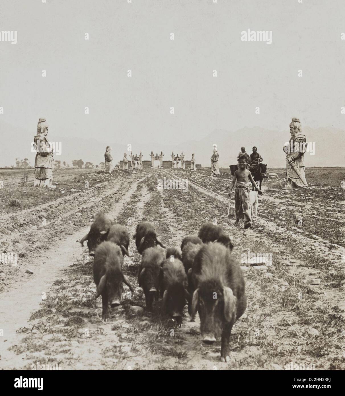 Foto d'epoca di un pastore cinese sorridente cammina attraverso il vicolo degli antichi soldati di marmo Ming. Le Tombe Ming. Cina settentrionale. 1902 Foto Stock
