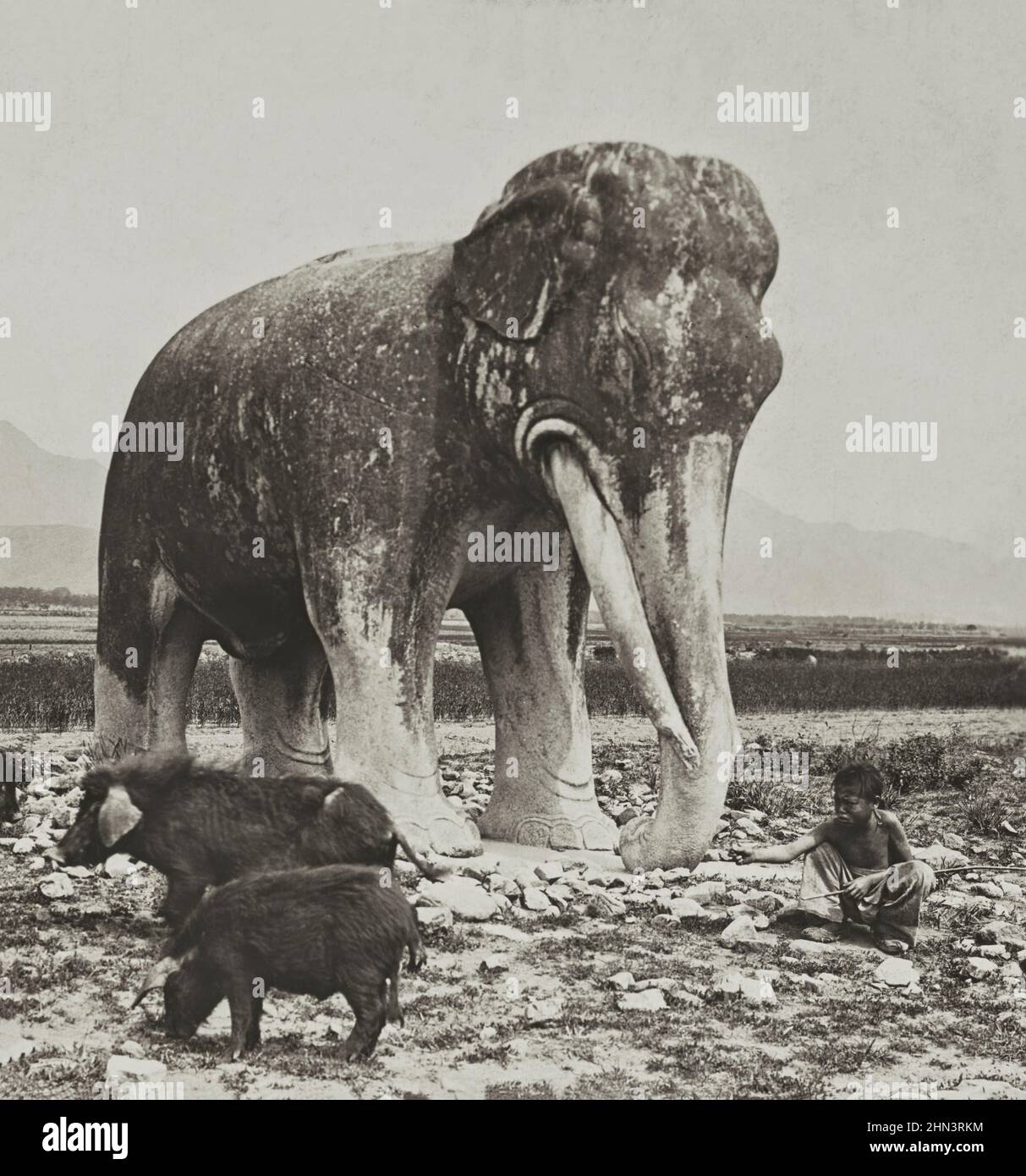 Foto d'epoca di piccola mandria cinese vicino all'antica scultura cinese di un elefante di pietra. Le Tombe Ming. Cina settentrionale. 1902 Foto Stock