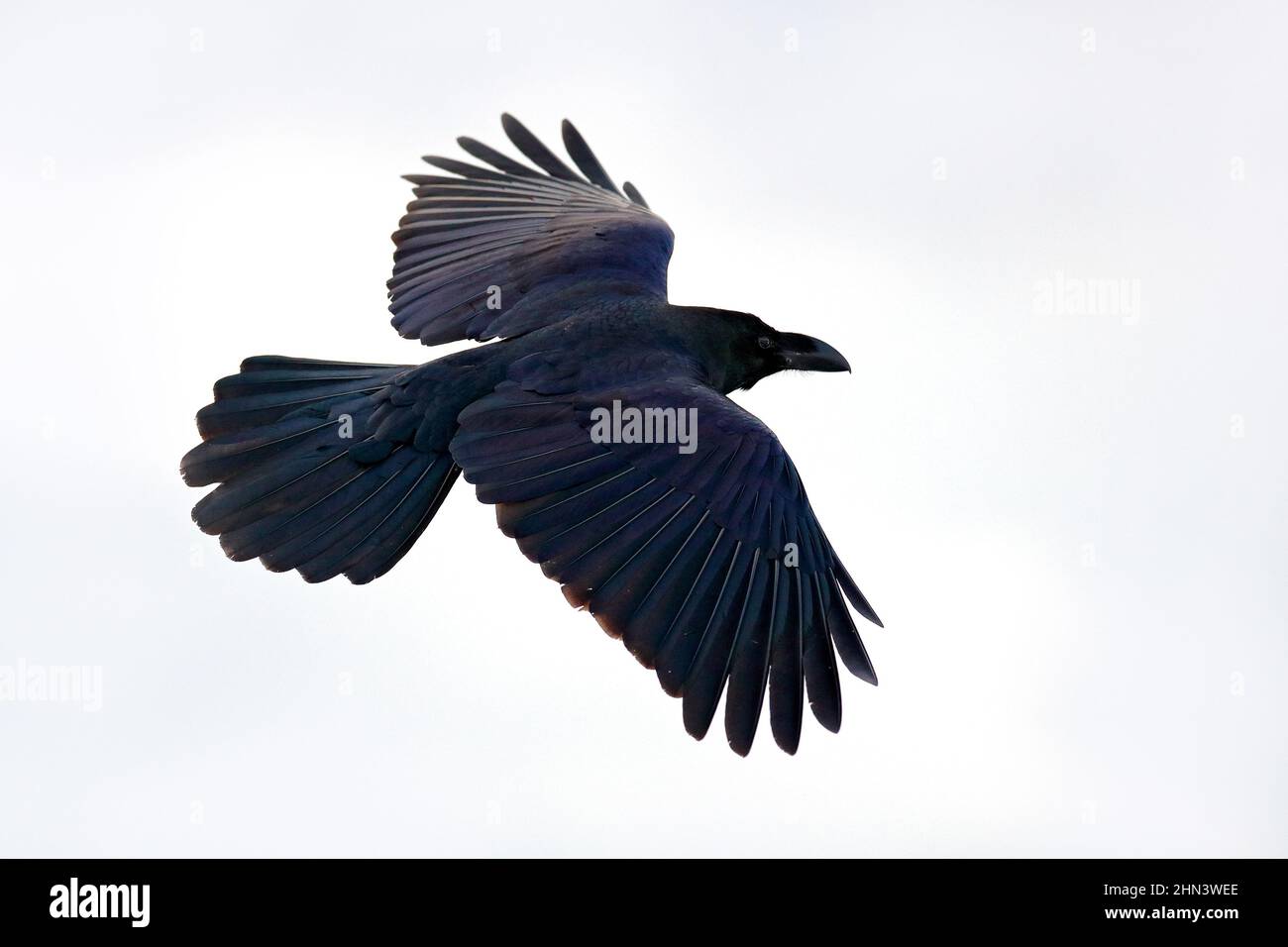 Volo Raven, con cattura in conto durante l'inverno, habitat naturale, Giappone. Prima neve con uccello. Inverno con corvo bianco nero. L'uccello nero vola in whit Foto Stock