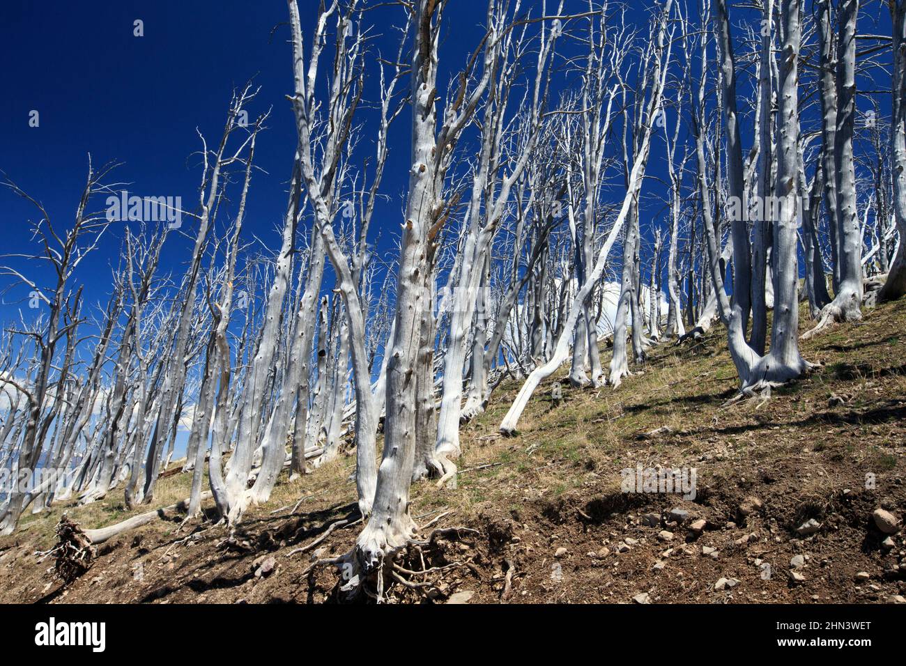 Lodge Pole Pine (Pinus contorta) bruciò e gli alberi intemperie sul Monte Washburn, Yellowstone NP, Wyoming Foto Stock