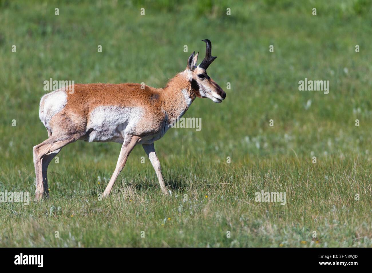 Prunghorn Antelope (Antipocapra americana) Buck camminando attraverso il prato, Lamar Valley, Yellowstone NP, Wyoming Foto Stock