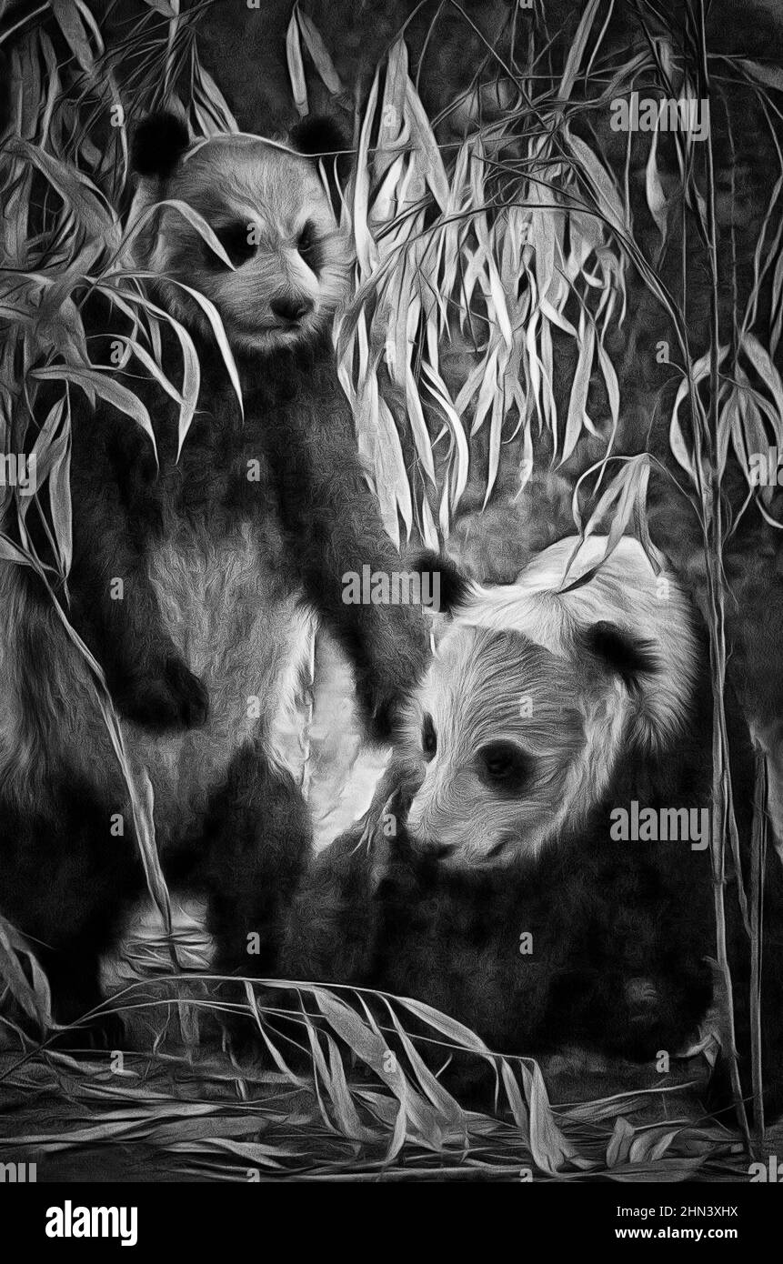 Panda gigante o bambù bear (lat. Ailuropoda melanoleuca) - mammifero bear famiglia (Ursidae) Foto Stock
