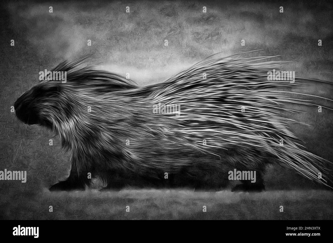 Coundou indiano (lat. Hystrix indica) - Vecchio Mondo porcupine famiglia pet (Hystricidae), illustrazioni Foto Stock