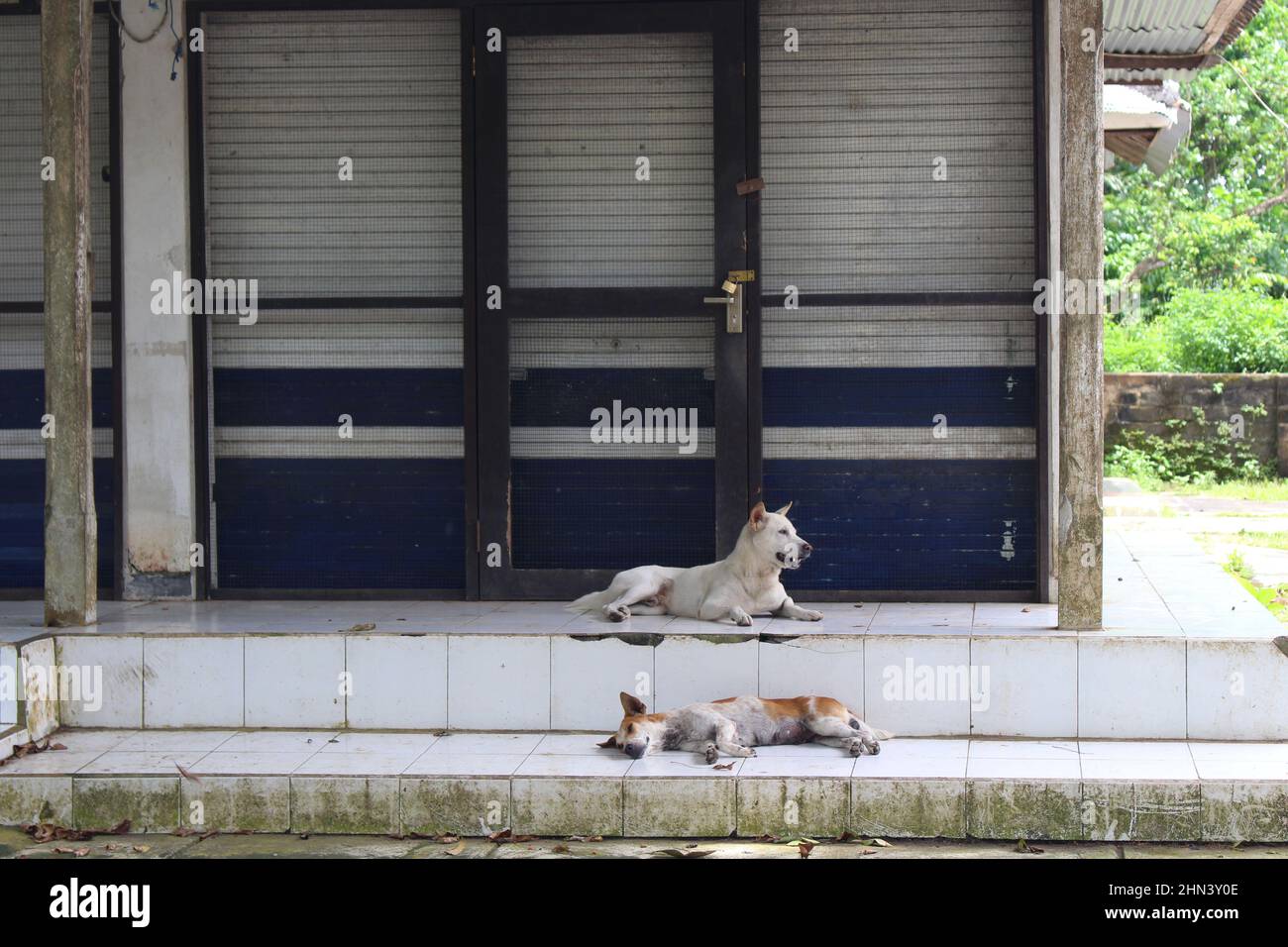 Cani di fronte a negozi vuoti intorno al complesso del Tempio di Alas Kedaton a causa di pandemie. Preso gennaio 2022. Foto Stock