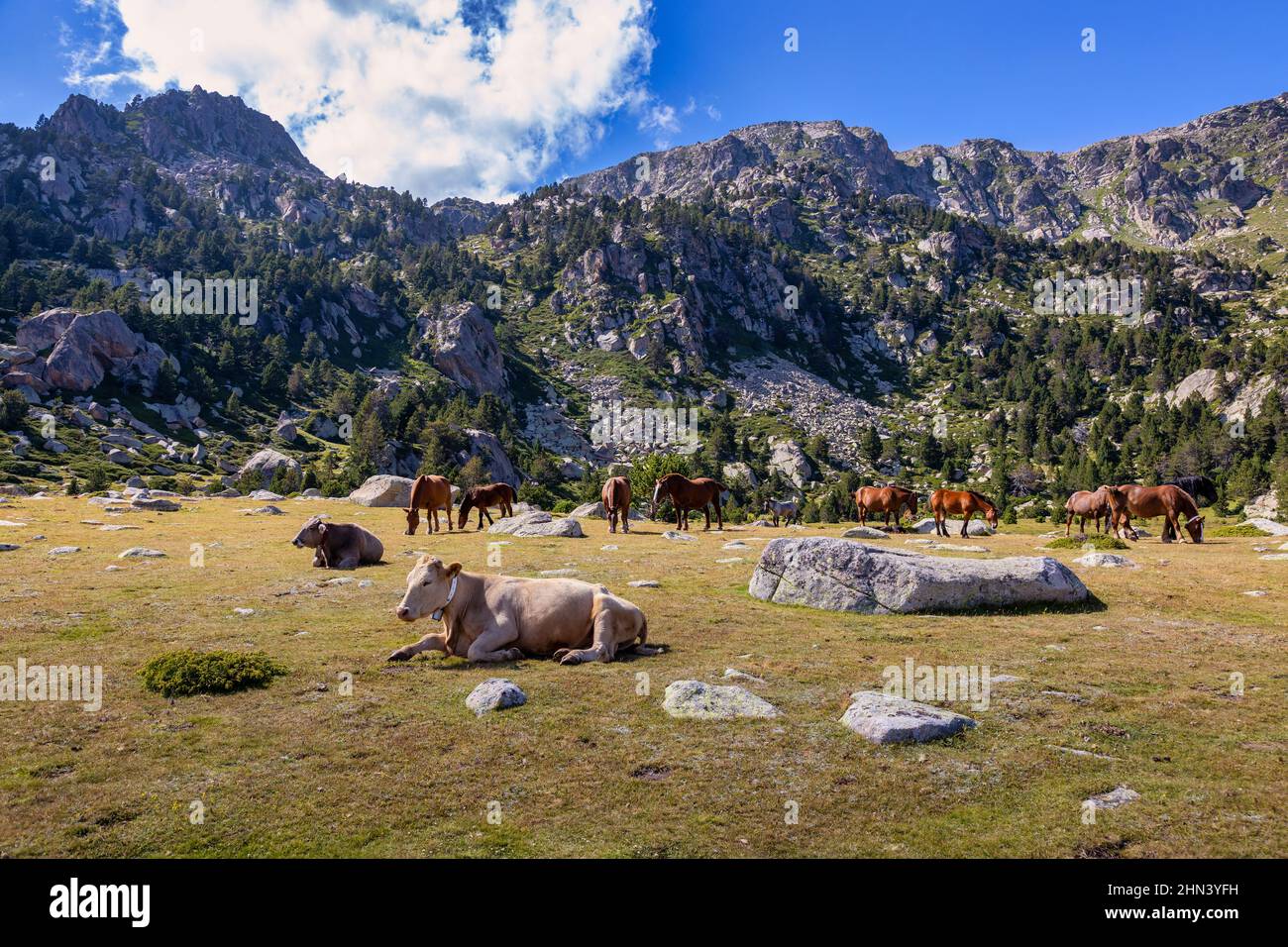 Paesaggio estivo a la Cerdanya, montagna dei Pirenei con cavalli di montagna e mucche, Catalogna, Spagna. Foto Stock