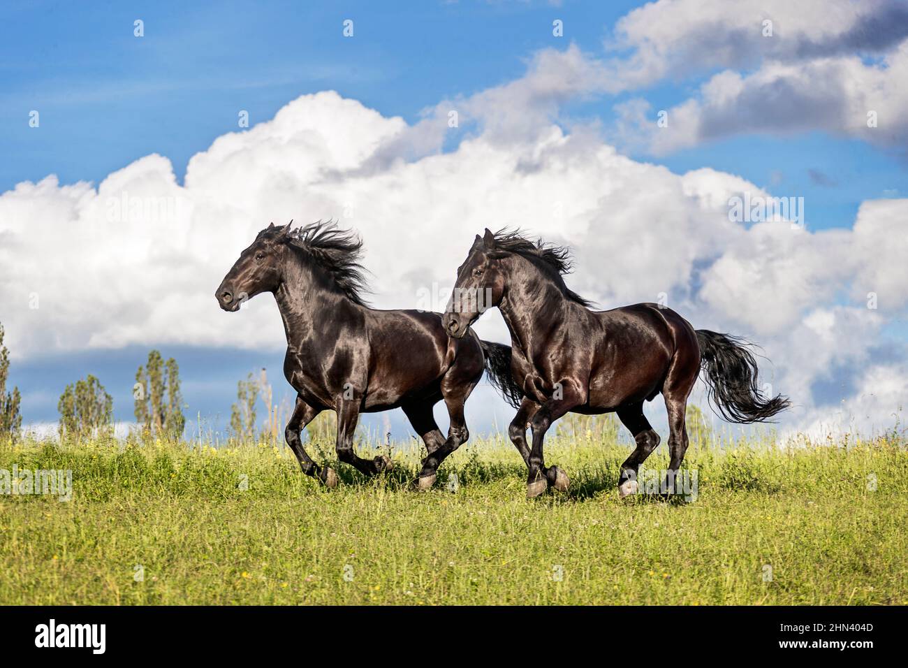 Murghese, Murge Horse. Due cavalli neri che sgalloppano su un prato, la Germania Foto Stock