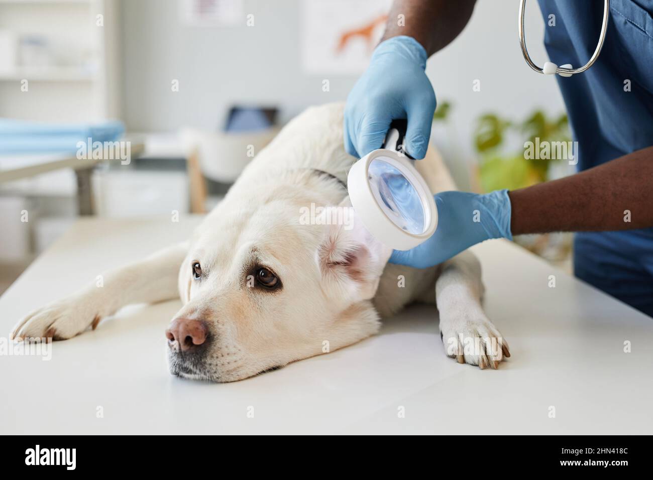 Cute malato purebred animale domestico avendo esame delle sue orecchie da veterinario guanto mentre si trova sul tavolo medico in cliniche di veterinario Foto Stock