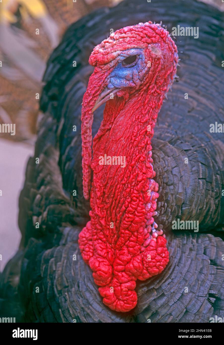 Turchia interna. Ritratto di fattoria nera turchia. Germania Foto Stock