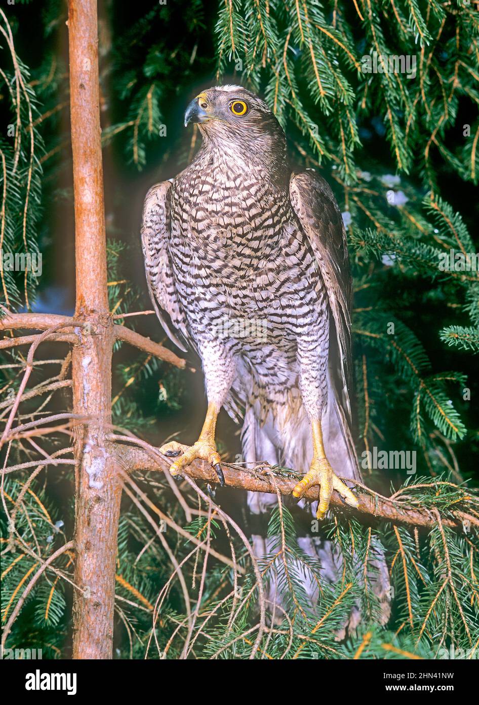 Goshawk (Accipiter gentilis). Adulto arroccato in un abete rosso. Germania Foto Stock