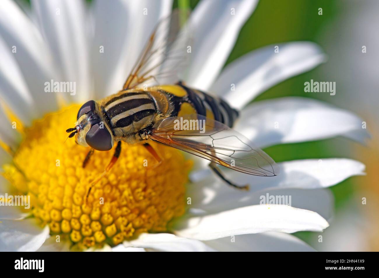 Volo di hover (Helophilus trivittatus) sul fiore della Daisy dell'occhio di Ox (Chrysanthemum leuchanthemum). Occhi composti visibili Foto Stock