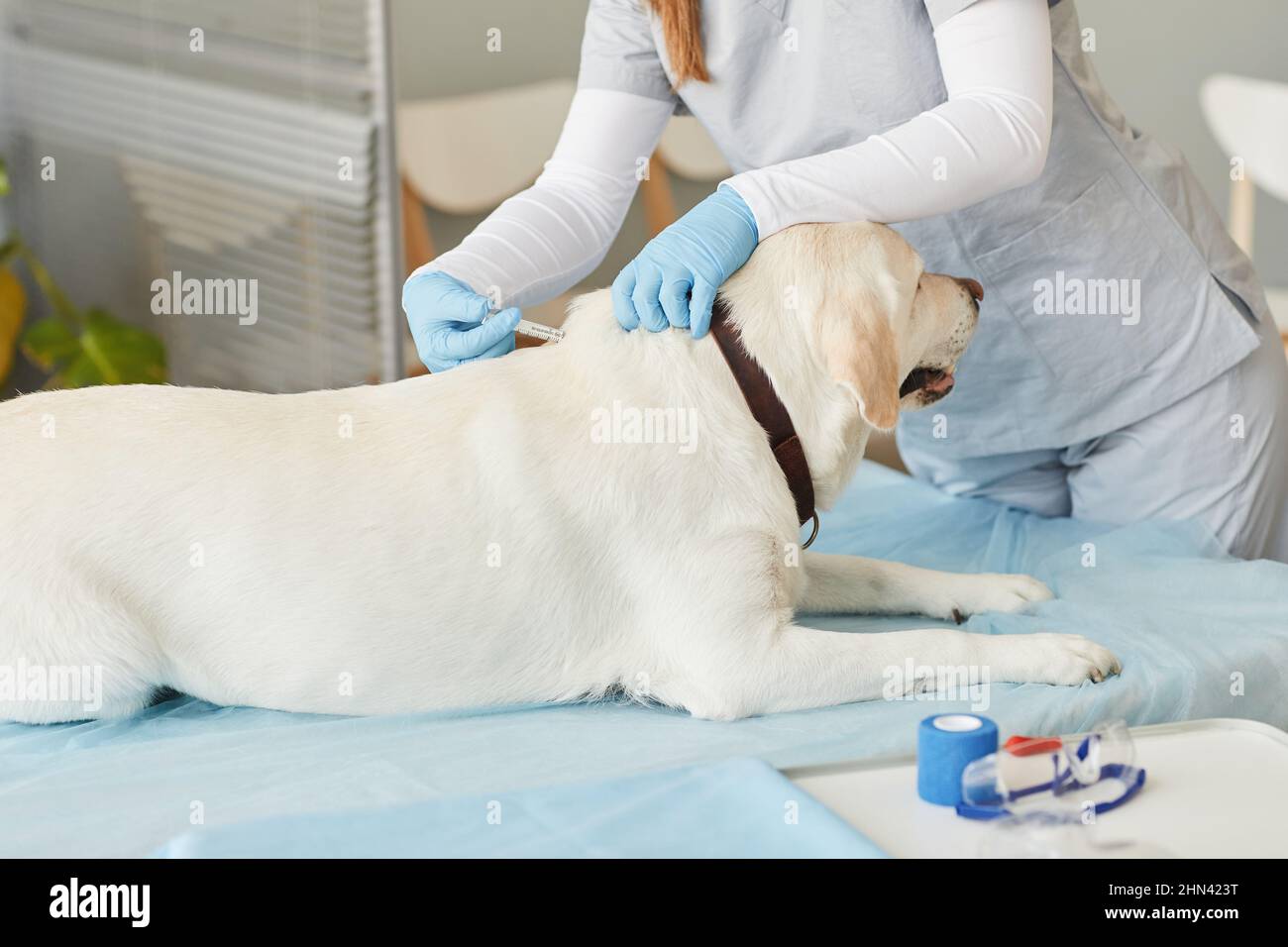 labrador malato su tavolo medico in cliniche veterinarie, mentre giovane medico in guanti protettivi e uniforme vaccinarlo Foto Stock