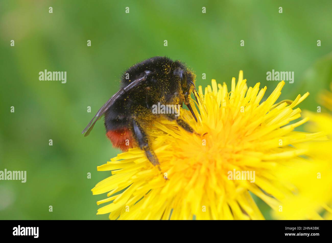 Bumblebee (Bombus lapidarius) collezione polline sul fiore di dente di leone. Germania Foto Stock