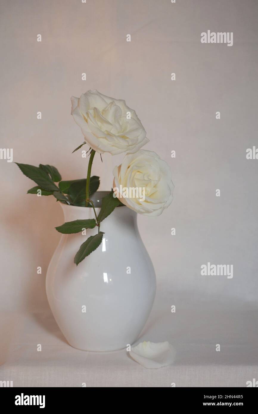 Foto di natura morta di rose bianche con sfondo bianco Foto Stock