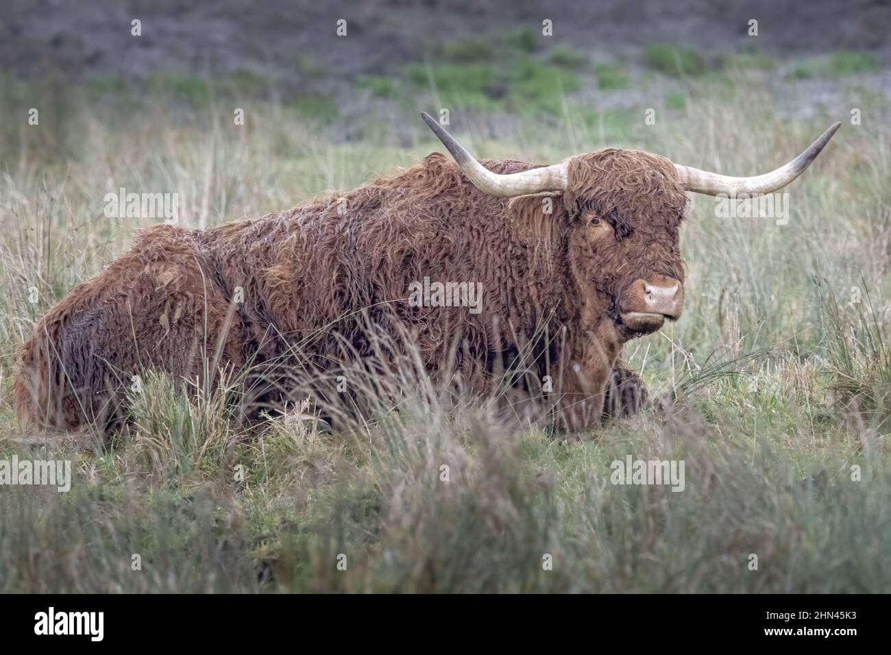 Vaches et bœufs Highland Cattle dans les marais de la baie de Somme, près de Noyelles sur mer et Crotoy, vie animata, bêtes à cornes, dans les patures Foto Stock