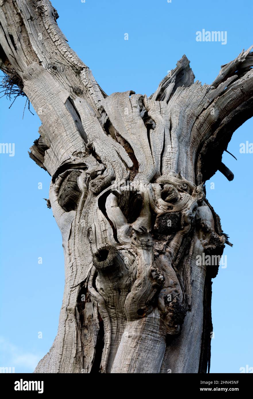 Dettagli dell'albero di castagno antico dolce, Elmdon Park, West Midlands, Inghilterra, Regno Unito Foto Stock