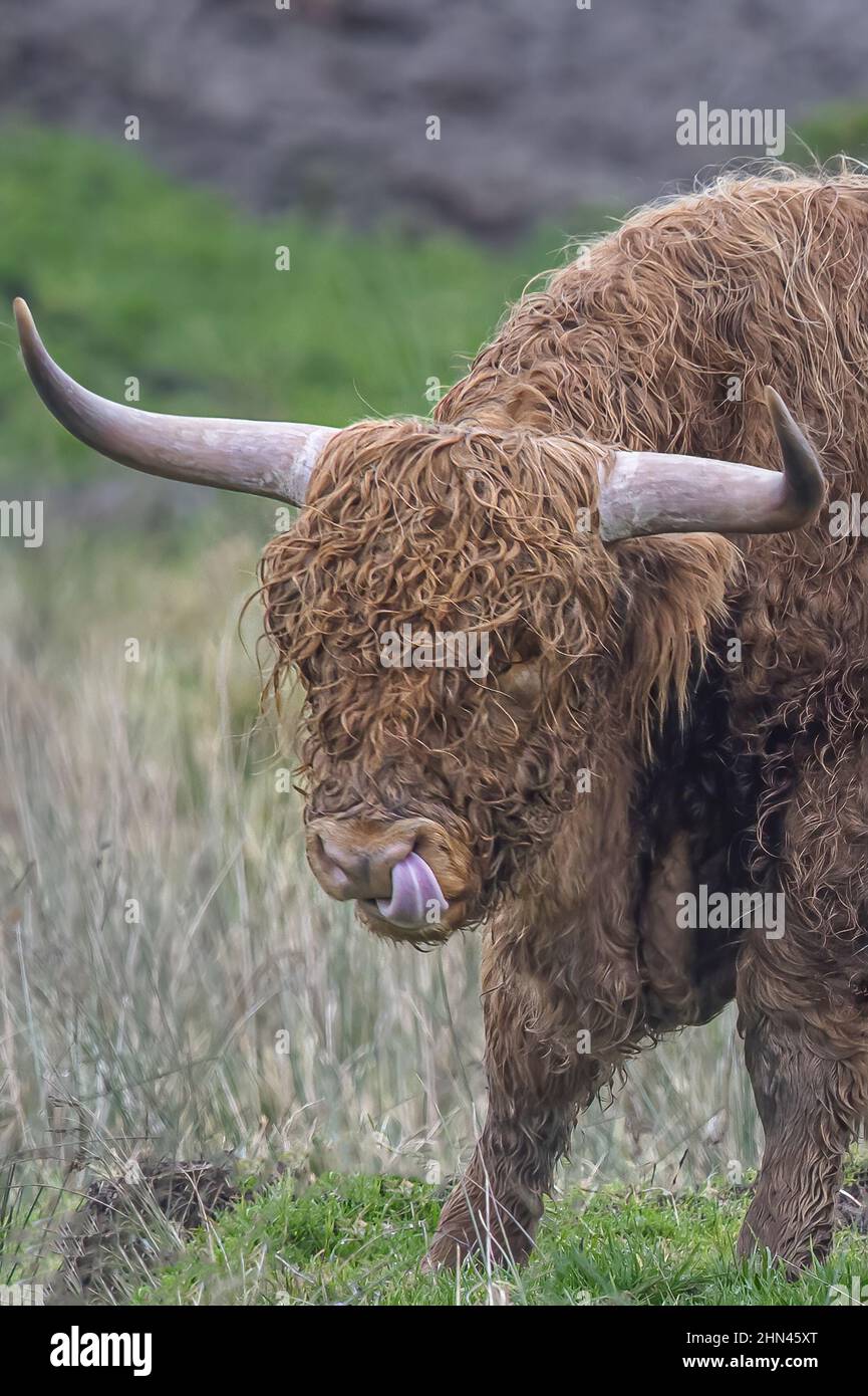 Vaches highland dans les marais de la baie de Somme. Foto Stock