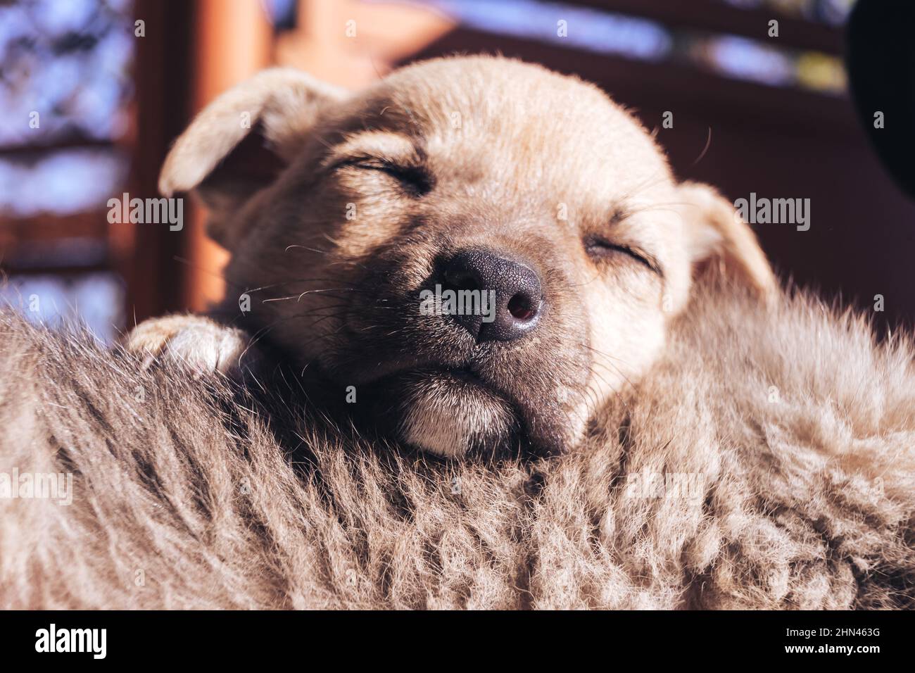 Close up bellissimo cuccioli senzatetto sfondo. Foto Stock