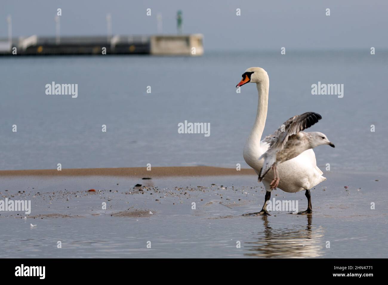 Cigno e aringa gabbiano nella natura selvaggia vicino al mare Foto Stock