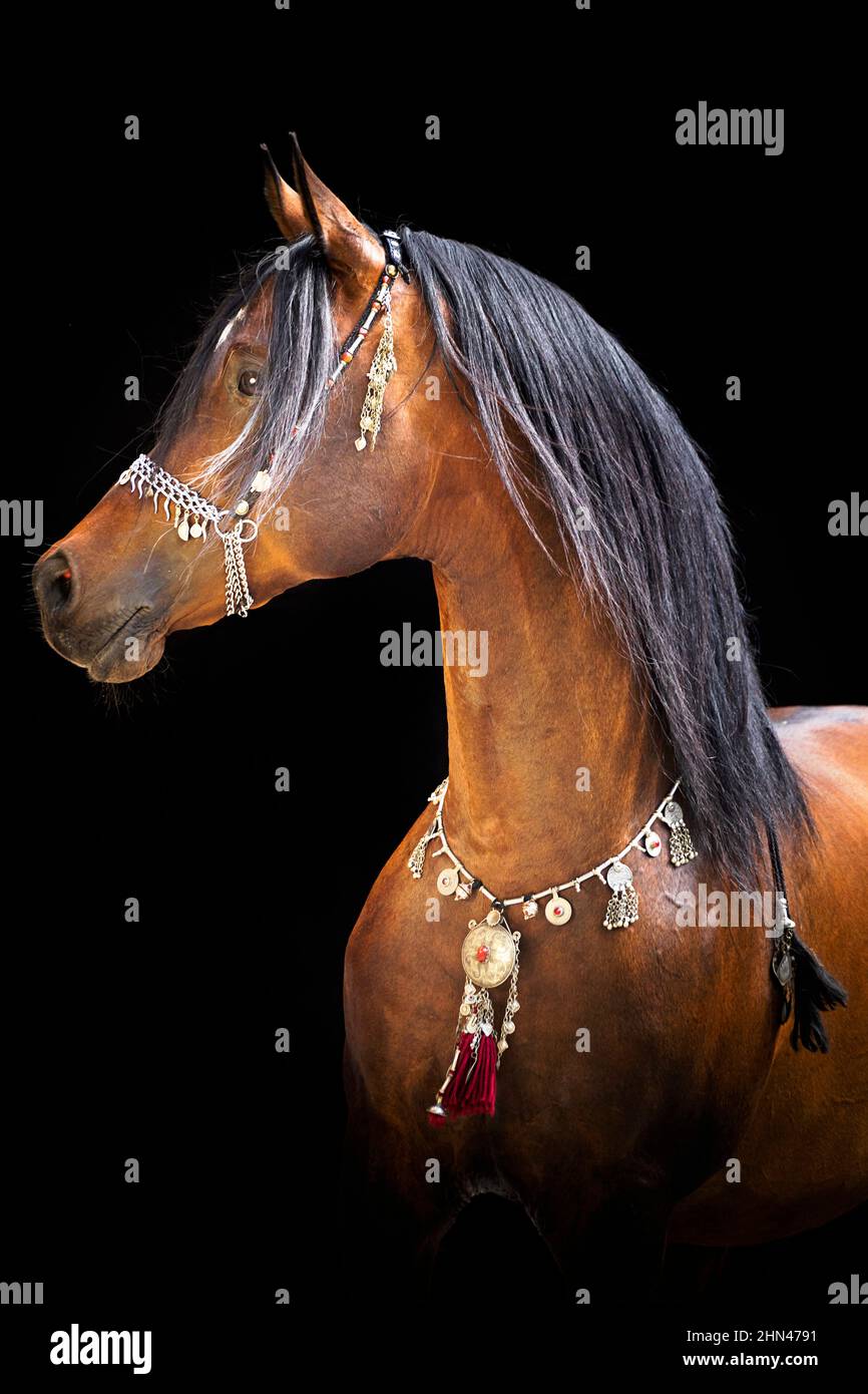 Cavallo Arabo. Ritratto di stallone marrone con halter arabo su sfondo nero Foto Stock