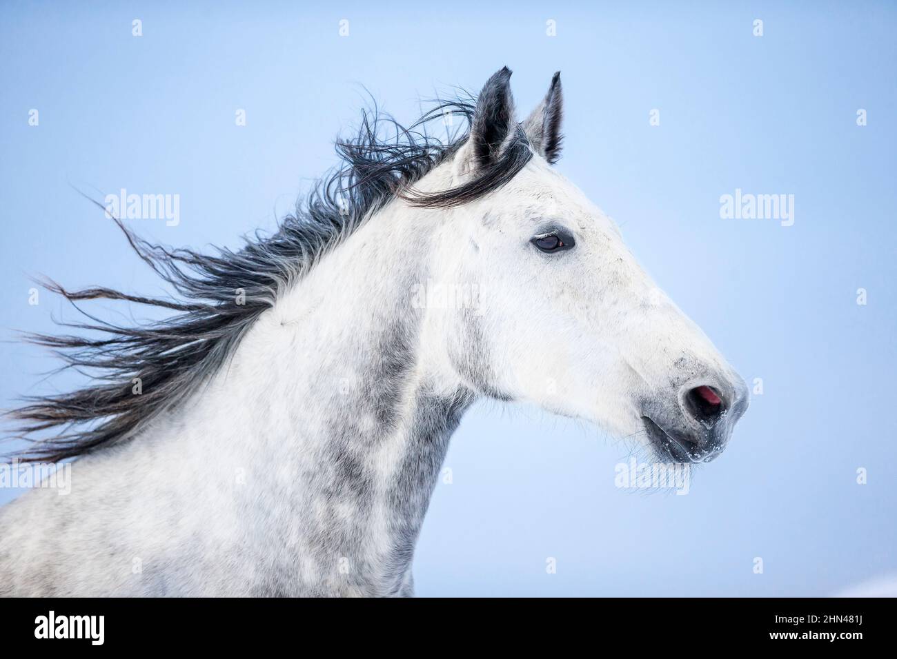 Holsteiner Horse. Ritratto di mare grigio. Germania Foto Stock