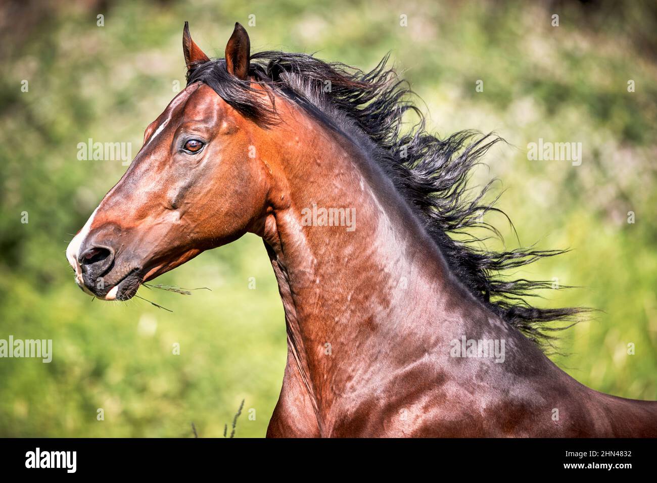 CENERE americana saddlebred. Bay Stallion galoppare su un prato. Germania Foto Stock