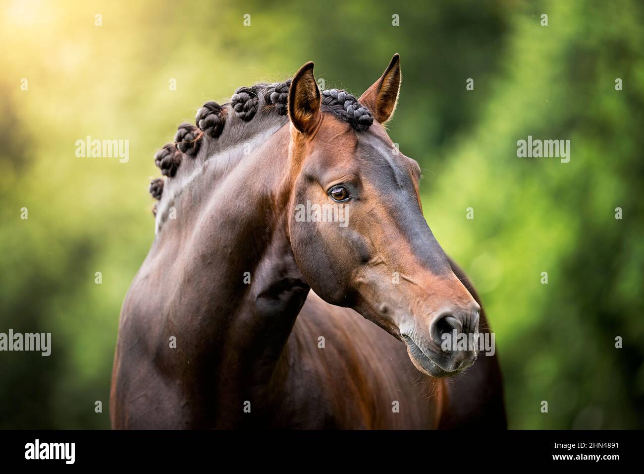 Cavallo Spagnolo puro, Andaluso. Ritratto di stallone con crusca intrecciata. Germania Foto Stock