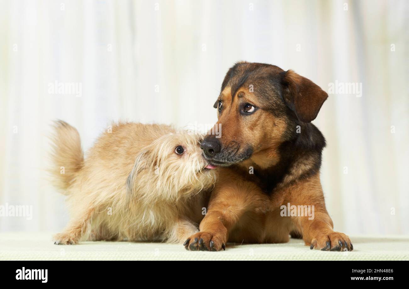 Mongrel. Due cani per adulti che si trovano uno accanto all'altro in appartamento. Germania Foto Stock