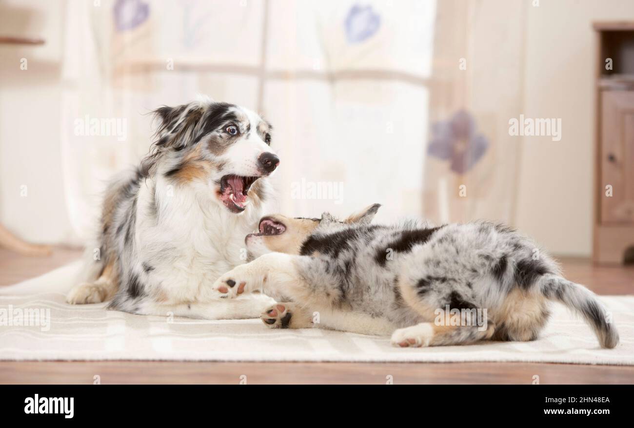 Pastore Australiano. Un cane adulto rimprovera un cucciolo . Germania Foto Stock